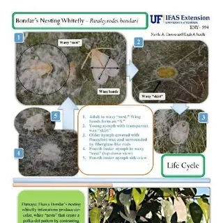 thumbnail for publication: Pest Identification Guide: Bondar's Nesting Whitefly—Paraleyrodes bondari